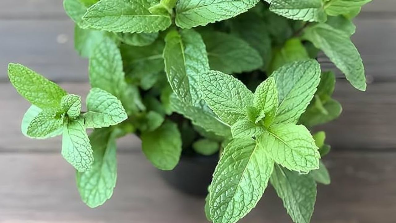 જો તમે ઇચ્છો છો કે ફુદીનો લાંબા સમય સુધી તાજો રહે અને ચટણી કે પીણા માટે દર વખતે નવો ફુદીનો ન લાવવો પડે તો તમારે તેને યોગ્ય રીતે કેવી રીતે સંગ્રહિત કરવો તે જાણવું જોઈએ. તો ચાલો આજે આ લેખમાં અમે તમને ફુદીનાને સંગ્રહિત કરવાની 5 સરળ પણ અસરકારક રીતો જણાવીએ છીએ, જેની મદદથી તમે તેને અઠવાડિયા સુધી તાજો રાખી શકો છો.
