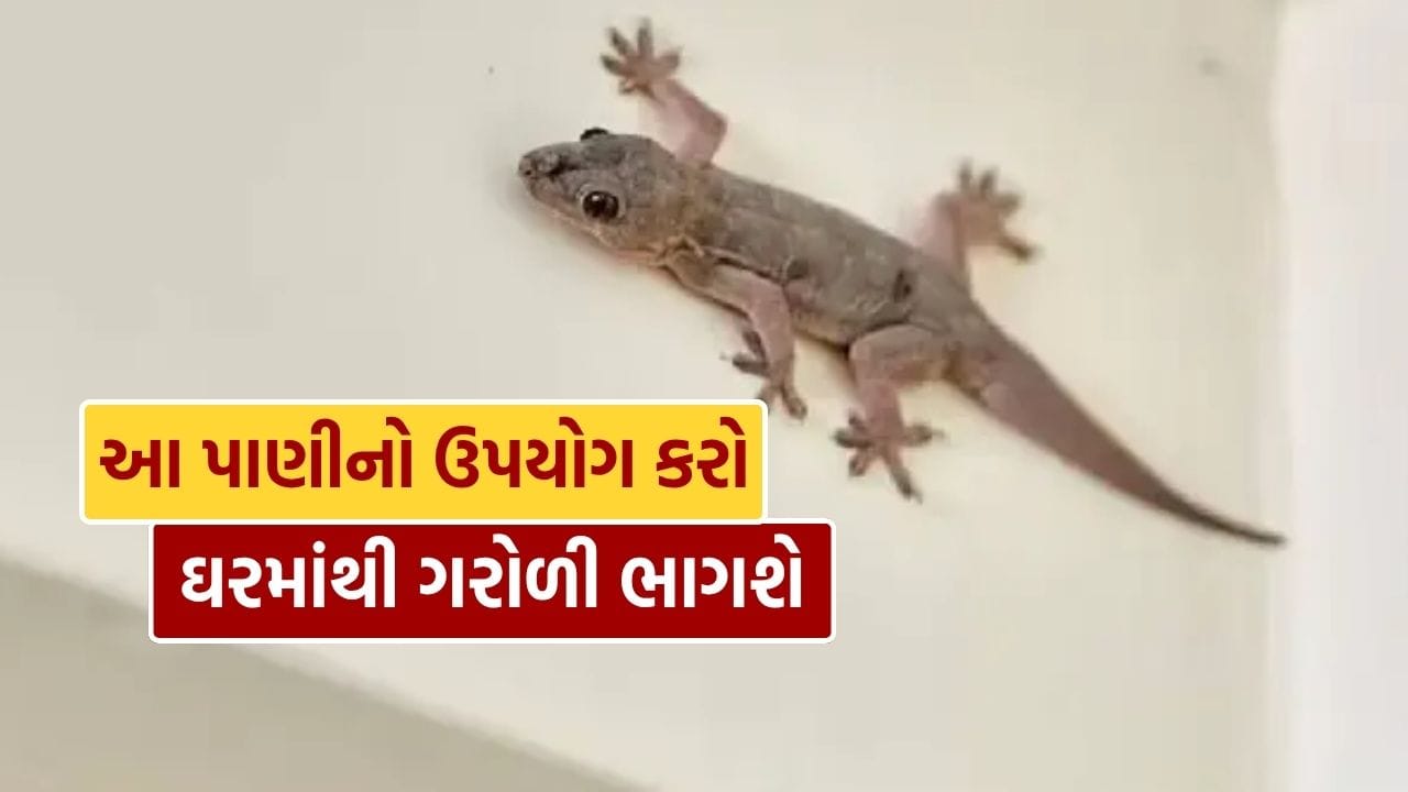 ઘરમાં ગરોળી દેખાય આવી સ્થિતિમાં, ઘર સાફ કરવા દરમિયાન, તમે પાણીમાં કેટલીક વસ્તુઓ ભેળવી શકો છો અને ઘરના દરેક ખૂણાને આ પાણીથી સાફ કરી સમસ્યાથી છુટકારો મળશે. 