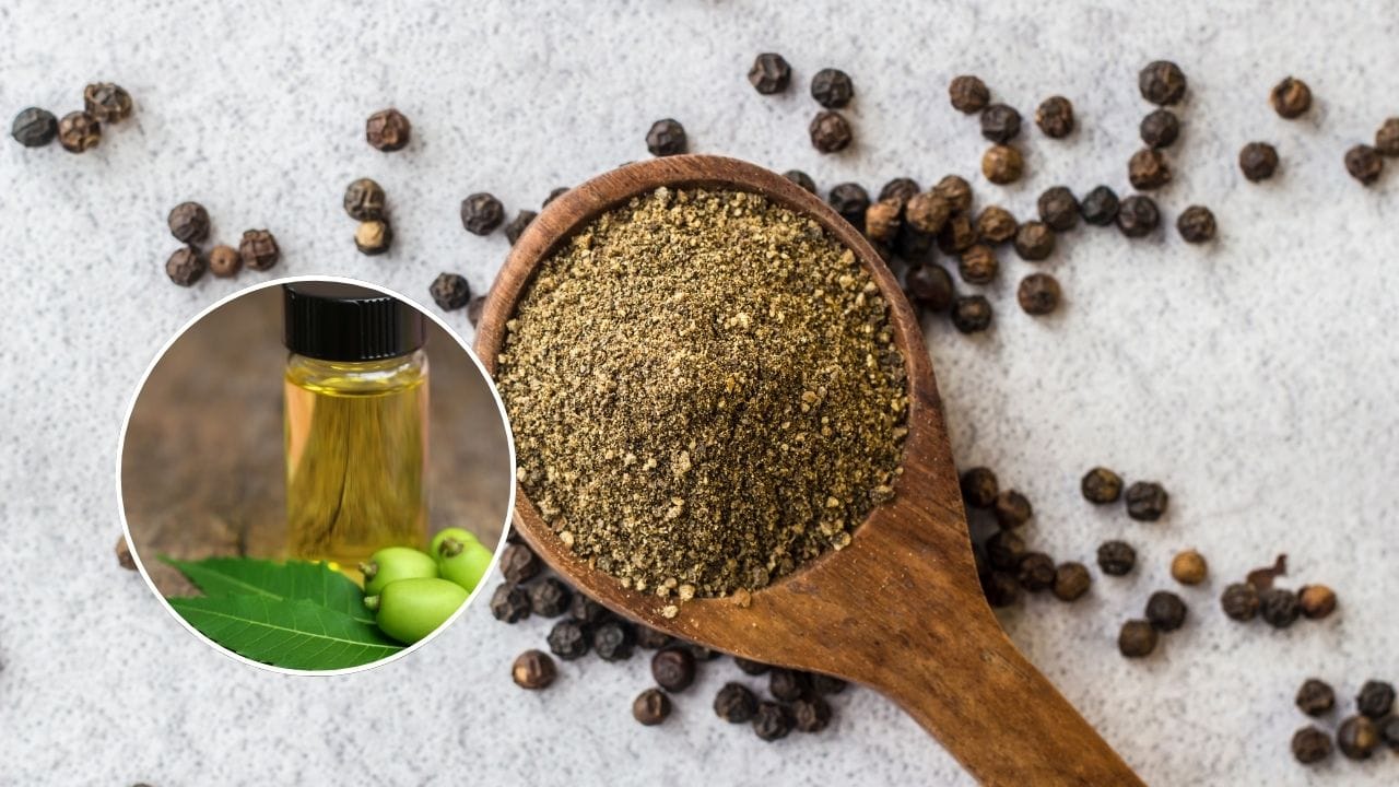 તમને જણાવી દઈએ કે કાળા મરીનો પાવડર, લીમડાનું તેલ અને કપૂર, ત્રણેય જંતુઓને ભગાડવામાં ખૂબ ઉપયોગી છે. આ સાથે જ ઘરને  પાણી વડે સાફ કરતી વખતે પાણીમાં પીસેલું કપૂર ભેળવી દો.