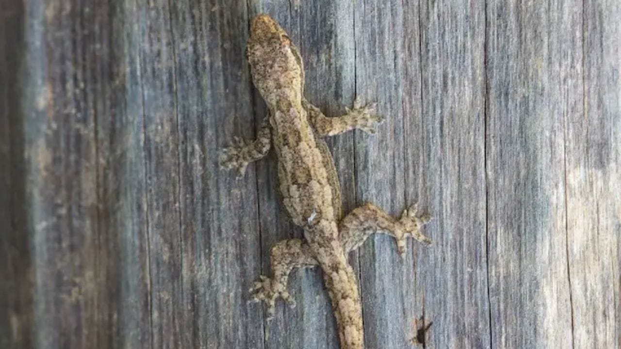 પાણીમાં પીસેલા કાળા મરી અને લીમડાનું તેલ ઉમેરો. હવે તૈયાર કરેલા મિશ્રણને સારી રીતે મિક્સ કરો અને તે પાણીથી ઘર સાફ કરો. આમ કરવાથી, ગરોળી અને અન્ય જંતુઓ તમારા ઘરમાં દેખાશે નહીં. 