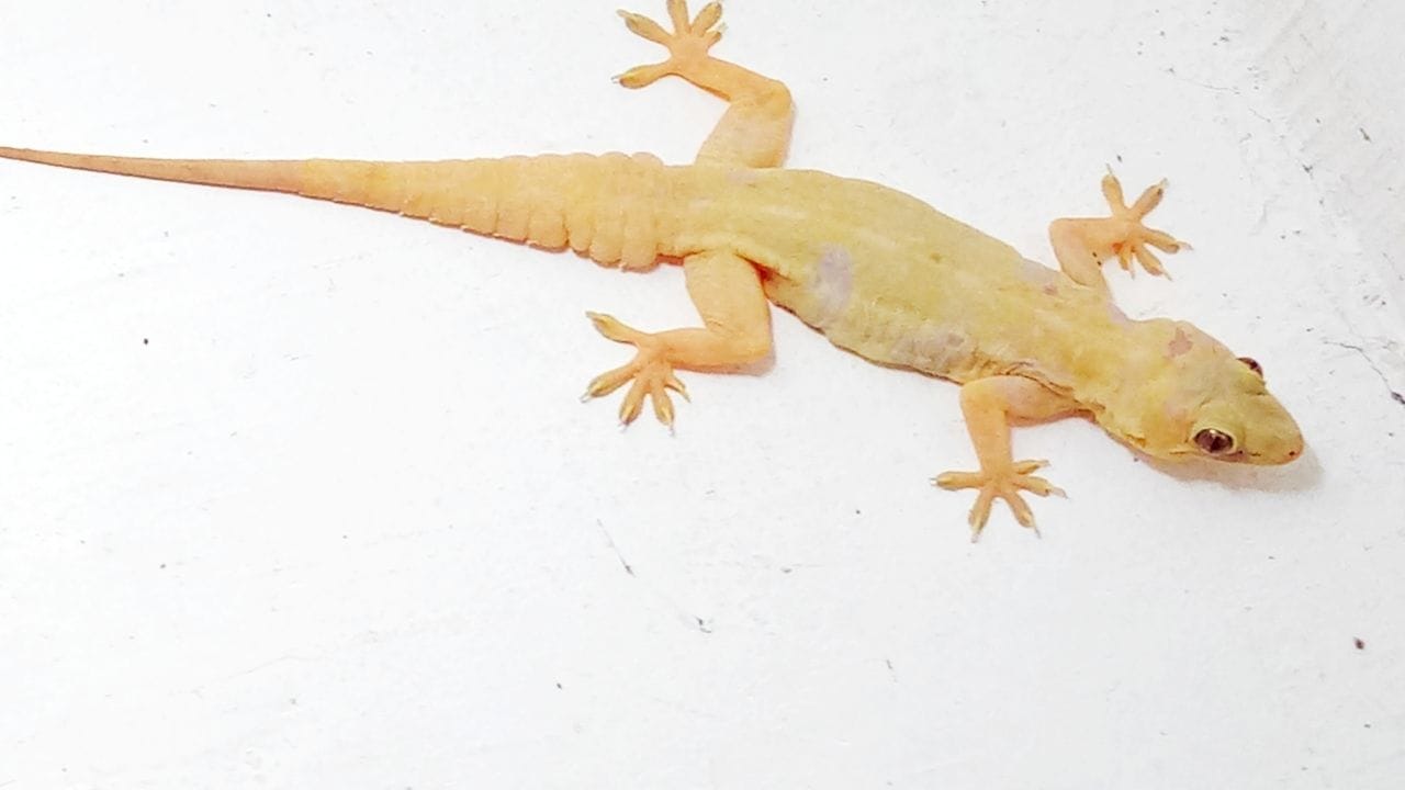 આ ઉપરાંત, જો દિવાલો પર ગરોળી અને જંતુઓ દેખાય, તો લીમડાનું તેલ, કપૂર પાવડર અને કાળા મરી એક ગ્લાસ પાણીમાં મિક્સ કરો અને...આ ત્રણેયનું તૈયાર મિશ્રણ સ્પ્રે બોટલમાં ભરો. હવે આ મિશ્રણને દિવાલો પર સ્પ્રે કરો. આમ કરવાથી ગરોળી, વંદો, કીડીઓ અને અન્ય જંતુઓ ભાગી જશે.