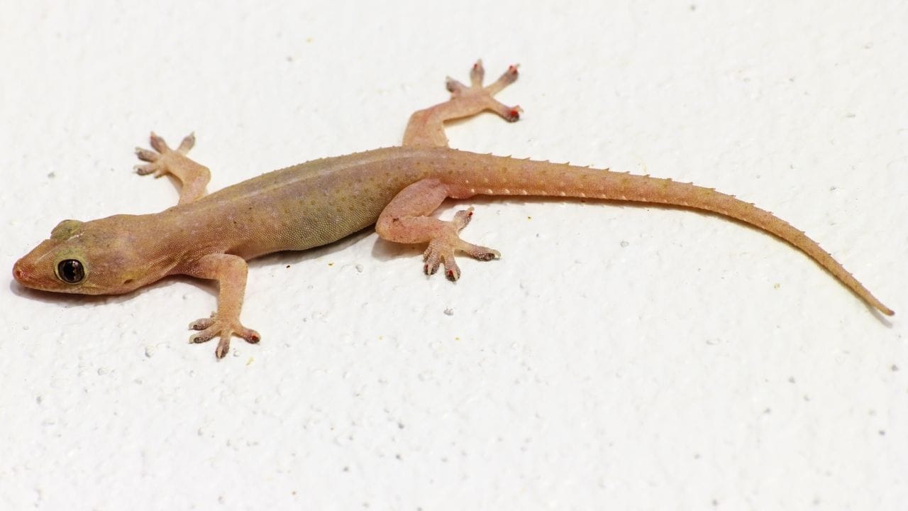 તમને જણાવી દઈએ કે કોફી અને તમાકુની ગોળીઓ ગરોળીથી છુટકારો મેળવવામાં મદદરૂપ થાય છે. આવી સ્થિતિમાં, પાણી અથવા ઘીમાં બંનેનો પાવડર ઉમેરીને ગોળીઓ બનાવો. હવે તેને ઘરના દરેક ખૂણામાં રાખો. (નોંધ : અહીં આપવામાં આવેલી માહિતી ફક્ત આપની જાણકારી માટે છે.) (All Image - Canva)