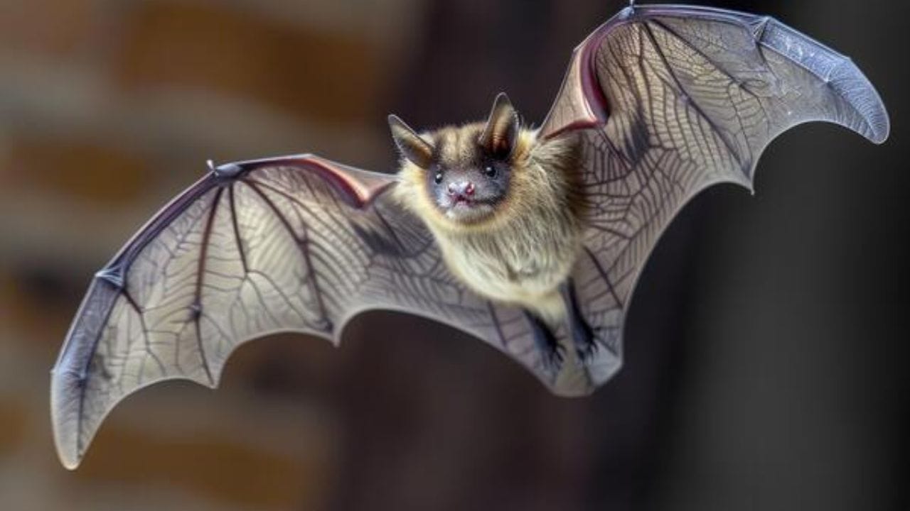 રોગો ફેલાવાનો ભય રહે છે: ચામાચીડિયાનો ચહેરો, અવાજ અને ઉડાન લોકોને તેમજ ખાસ કરીને બાળકો અને વૃદ્ધોને સહજ રીતે ડરામણી લાગે છે. દાદીમાનો આ ડર ઘણીવાર પેઢી દર પેઢી પસાર થાય છે. ઉપરાંત, ચામાચીડિયા રેબીઝ અને ફંગલ ચેપ જેવા રોગો ફેલાવી શકે છે. પરંપરાગત રીતે, લોકો આ રોગોને સમજી શકતા ન હતા, પરંતુ તેમને કોઈ દુષ્ટ શક્તિ અથવા દુષ્ટ આત્માની અસર માનતા હતા.