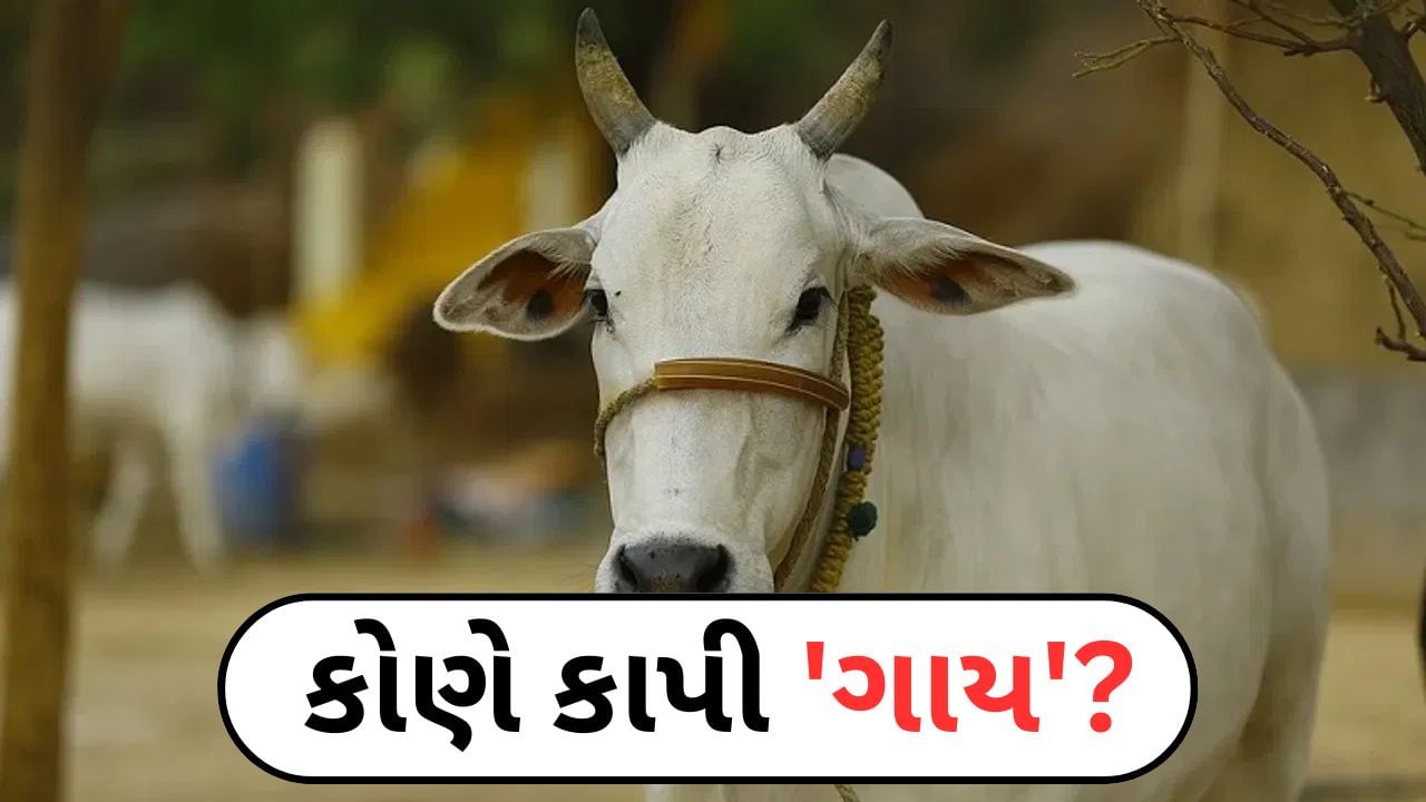 Breaking News: Ahmedabad: ઠક્કરબાપા નગરમાં બ્રિજ પાસે કાપેલી હાલતમાં મળ્યા મૃત ગાયના અવશેષો - Video