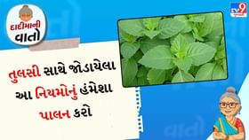 દાદીમાની વાતો: તુલસી સાથે જોડાયેલા આ નિયમોનું હંમેશા પાલન કરો દાદીમાની વાતો: તુલસી સાથે જોડાયેલા આ નિયમોનું હંમેશા પાલન કરો