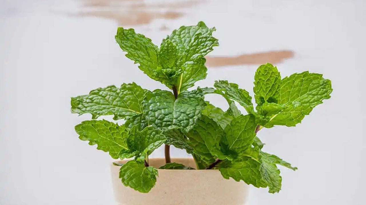 તેને સુતરાઉ કાપડમાં લપેટીને ફ્રિજમાં રાખો: જો તમે ફુદીનાને થોડા દિવસો સુધી તાજો રાખવા માંગતા હો તો તેને સારી રીતે ધોઈને સૂકવી લો અને પછી તેને સુતરાઉ કાપડમાં લપેટીને હવાચુસ્ત પાત્રમાં રાખો. આમ કરવાથી ફુદીનો ભેજના સંપર્કમાં ઓછો આવશે. જેના કારણે પાંદડા ઝડપથી બગડતા નથી. ફુદીનો 5-7 દિવસ સુધી તાજો રહી શકે છે.
