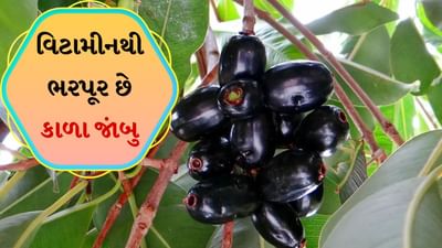 ઉનાળામાં આવા ખોરાકનો આહારમાં સમાવેશ કરવો જોઈએ, જે શરીરને હાઇડ્રેટ રાખવામાં અને ઠંડક આપવામાં મદદ કરે છે. આ ઋતુમાં આવતા ફળોમાં જામુનનો પણ સમાવેશ થાય છે. જો તે દરરોજ ખાવામાં આવે તો તે સ્વાસ્થ્યને શું ફાયદા આપશે અને તેને કેટલી માત્રામાં ખાવું જોઈએ. ચાલો નિષ્ણાતો પાસેથી જાણીએ
