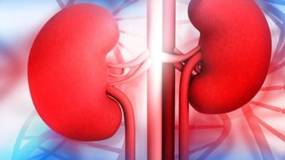 ક્રિએટિનાઇન એટલે શું ? કિડનીમાં તે વધી જાય તો શું થાય ?
