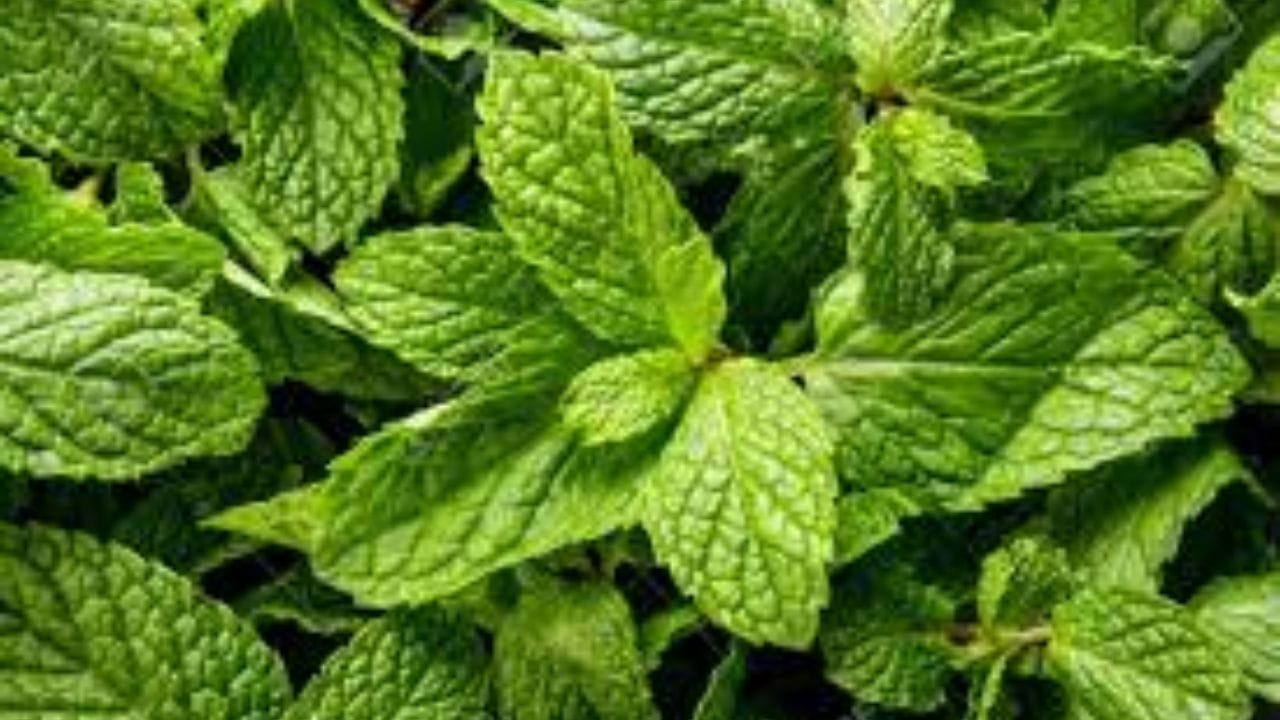 તેને દાંડી સાથે પાણીમાં રાખો: પાણી ભરેલા ગ્લાસ અથવા બાઉલમાં  ફૂદીનાને  ફૂલોની જેમ તેની ડાળખી સહિત  રાખો. તેને પોલીથીન અથવા ઝિપ બેગથી ઢાંકીને ફ્રિજમાં રાખો. આ રીતે રાખવાથી ફુદીનાના મૂળ સુકાતા નથી અને તે 8-10 દિવસ સુધી લીલો અને તાજો રહે છે.
