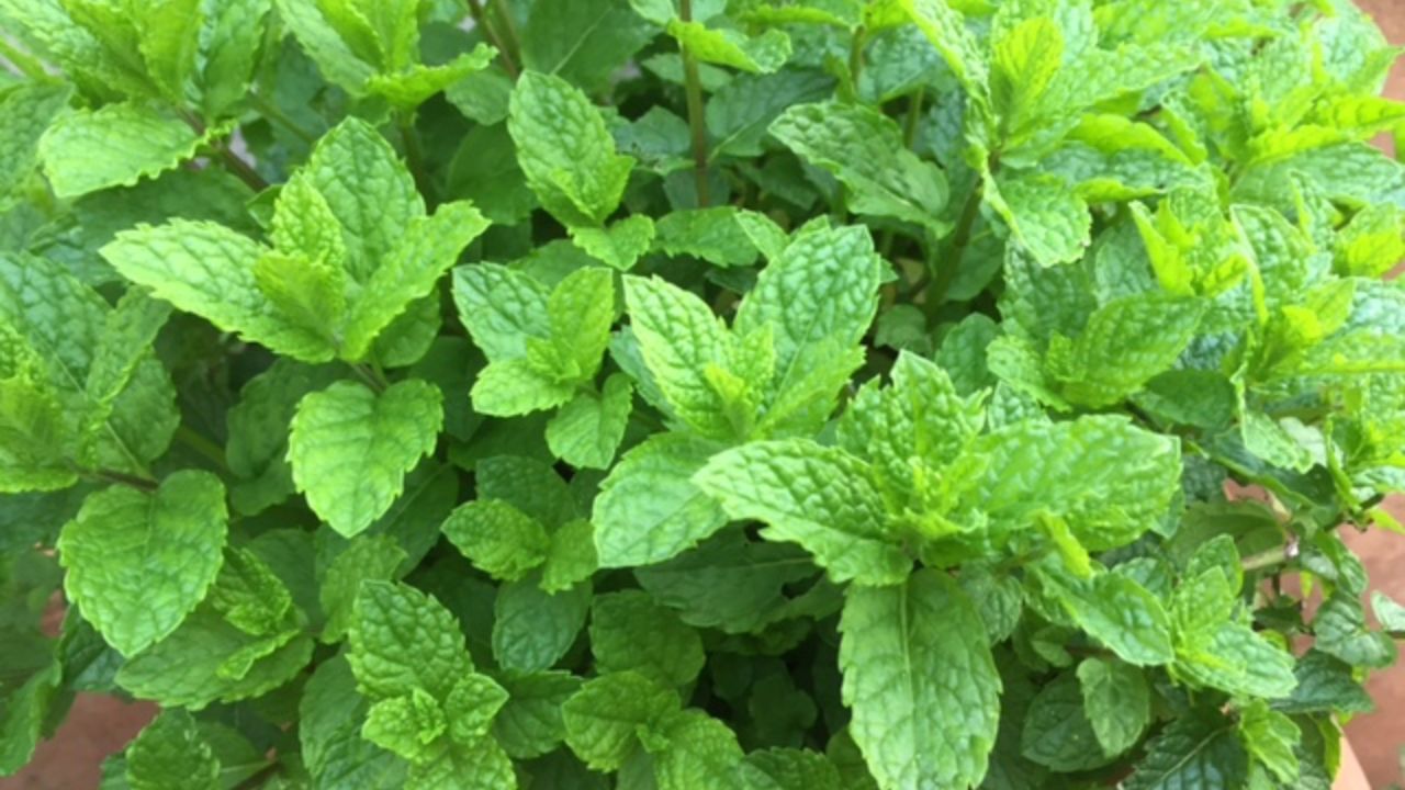 ફુદીનાની ચટણી બનાવો અને તેને ફ્રીઝ કરો: જો તમારી પાસે વધારે ફુદીનો હોય તો તેની ચટણી બનાવવો. તેને બરફની પ્લેટમાં મુકીને ફ્રીઝરમાં ફ્રીઝ કરો. જ્યારે પણ જરૂર પડે એક કે બે ક્યુબ કાઢીને તેનો ઉપયોગ કરો. આ ચટણી 1 થી 2 મહિના સુધી પણ બગડતી નથી અને ખાવામાં ઉપયોગ કરવાથી એકદમ તાજી લાગે છે.
