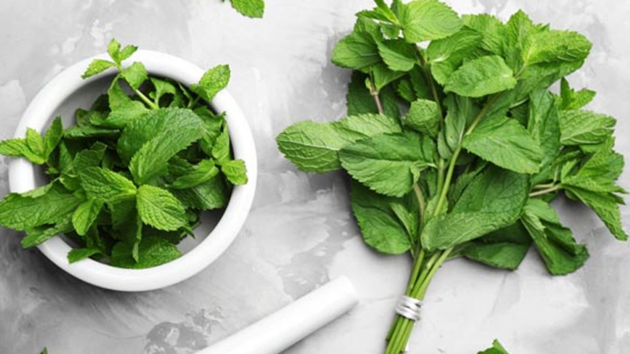 ફુદીનો તમારા પાચનતંત્રના સ્નાયુઓને શાંત કરી શકે છે, ગેસ ઘટાડે છે અને પેટનું ફૂલવું દૂર કરે છે. આ લીલા આયુર્વેદિક પાંદડા પેટના ગેસ અને પેટનું ફૂલવું દૂર કરવા માટે શ્રેષ્ઠ ઔષધિઓમાંની એક છે.