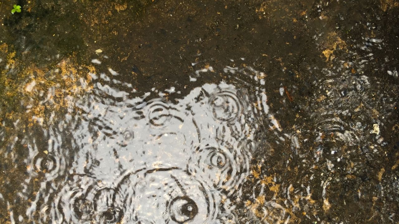 આને રોકવા માટે, કુલર, વાસણ, ટાયર, છત અથવા બાલ્કનીમાં પાણી જમા થવા ન દો. ઉપરાંત, મચ્છરદાની અને મચ્છર ભગાડનાર ક્રીમનો ઉપયોગ કરો.