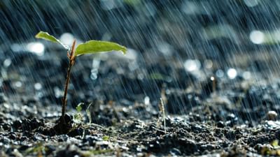 ચોમાસાની અસર છોડ પર પણ પડે છે. વરસાદનું પાણી છોડ માટે સારું છે પરંતુ વધુ પડતો વરસાદ છોડને નુકસાન પહોંચાડી શકે છે. જો તમને પણ બાગકામનો શોખ છે, તો તમે આ સમય દરમિયાન છોડની સંભાળ રાખવા માટે આ ટિપ્સનો ઉપયોગ કરી શકો છો.