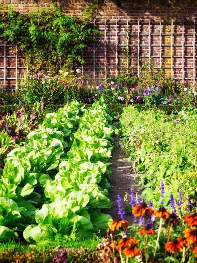 Plant In Pot : ઘરની બાલ્કનીમાં સરળતાથી ઉગાડો આ શાકભાજી Plant In Pot : ઘરની બાલ્કનીમાં સરળતાથી ઉગાડો આ શાકભાજી