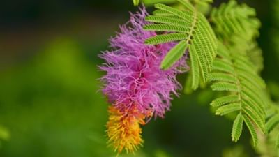 શમીનો છોડ ઘરે ઉગાડવાથી ઘરનું વાતાવરણ સકારાત્મક બને છે. આ ઉપરાંત લોકો તેના ધાર્મિક મહત્ત્વને કારણે તેને ઘરમાં રાખવાનું પણ પસંદ કરતા હોય છે. 