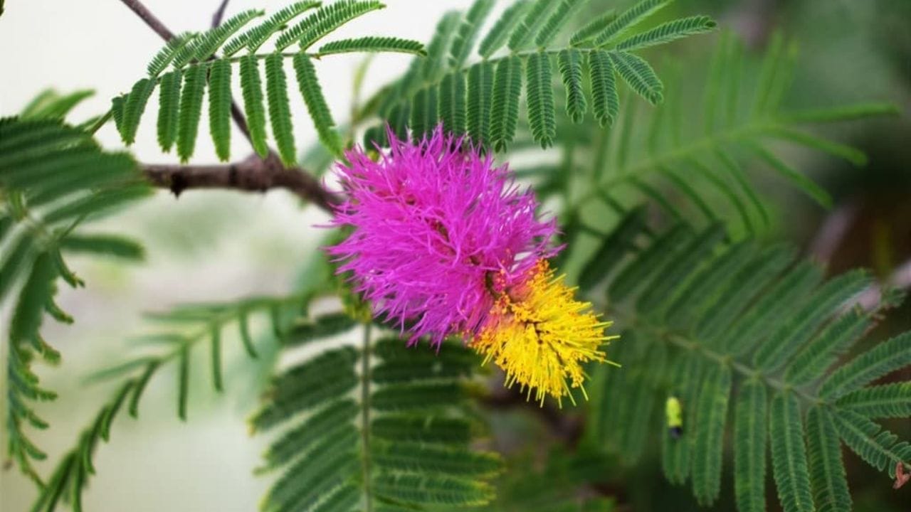 શમીના છોડ પર ગુલાબી રંગના ફૂલો ઉગતા હોય છે. પરંતુ તેના માટે છોડની વિશેષ કાળજી રાખવી પડે છે. શમીના છોડનો વિકાસ સારો થાય તે માટે કઈ બાબતની કાળજી રાખવી તે જણાવીશું. 