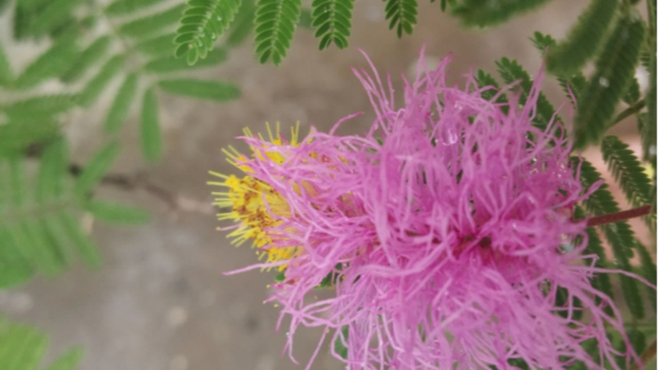 છોડમાં નાખવા માટે સૌથી પહેલા સરસવના કૂચા, ગાયનું છાણ અને પાણીની જરુર પડશે. ખાતર બનાવવા માટે એક ડોલમાં સરસવના કૂચા, ગાયનું છાણ અને પાણી ઉમેરી મિક્સ કરો. 