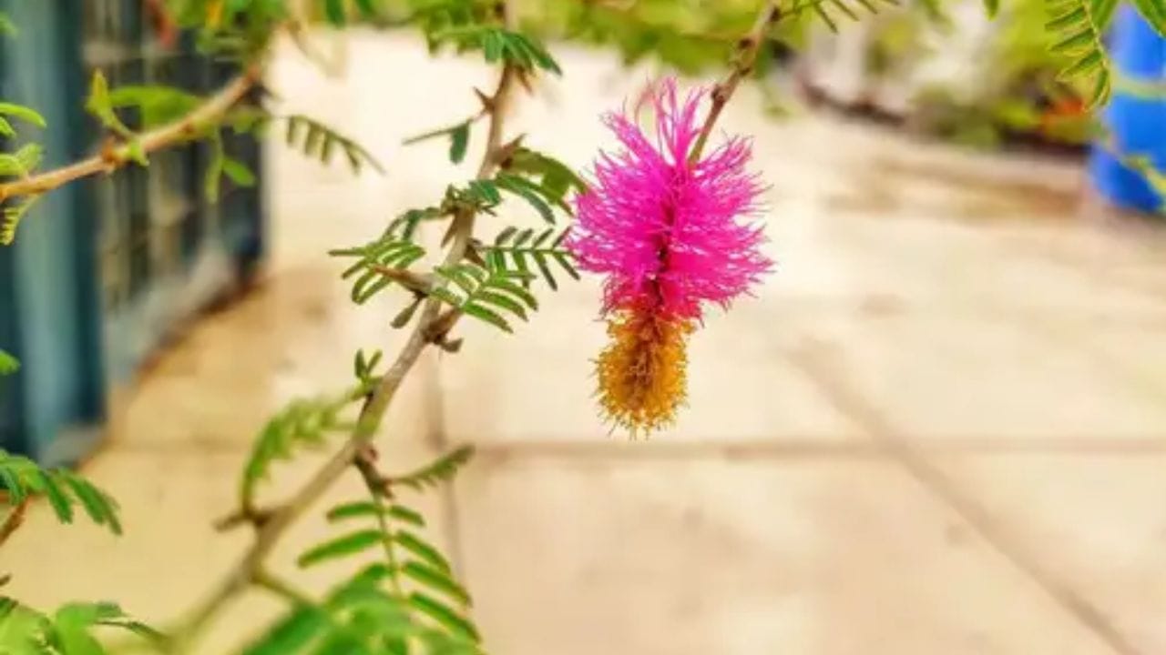 હવે તેમાં પાણી ઉમેરો અને આખી રાત આમ જ રહેવા દો. સવાર સુધીમાં તમારું પ્રવાહી ખાતર તૈયાર થઈ જશે.