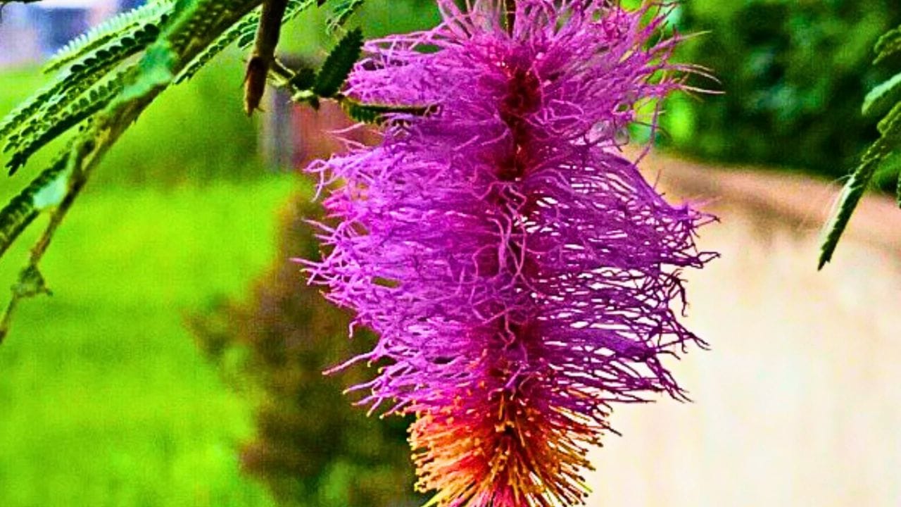 ખાતર ઉમેરતા પહેલા,સુકાયેલી ડાળી અને ખરાબ પાનને કાપી લો. જેથી બીજી ડાળી અને પાન ખરાબ ન થાય. 