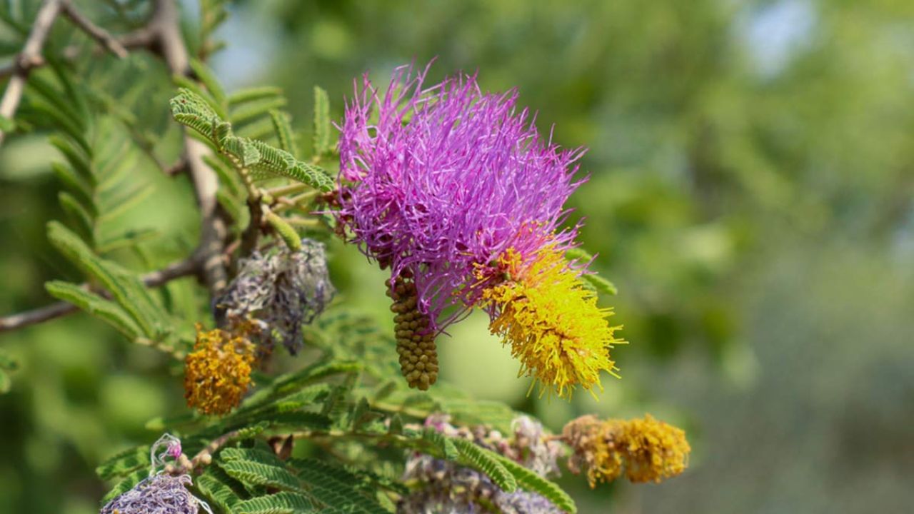 છોડના સારા વિકાસ માટે નિયમિત પાણી આપવું જોઈએ. તેમજ છોડને 7-8 કલાક સૂર્યપ્રકાશમાં રાખો. 