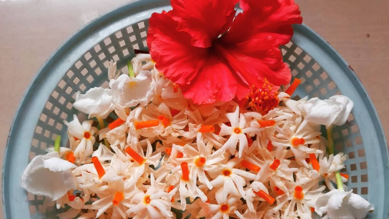 શેફાલી નામનો અર્થ... શેફાલી નામનો અર્થ ફૂલ, સુગંધ અને ચમેલીનો છોડ થાય છે. તે એક ભારતીય નામ છે અને તેનો ઉપયોગ ફક્ત છોકરીઓ માટે થાય છે. શેફાલીનું ફૂલ સામાન્ય રીતે ઘરના બગીચામાં જોવા મળે છે. તે તેના સફેદ અને નારંગી રંગ માટે પ્રખ્યાત છે.