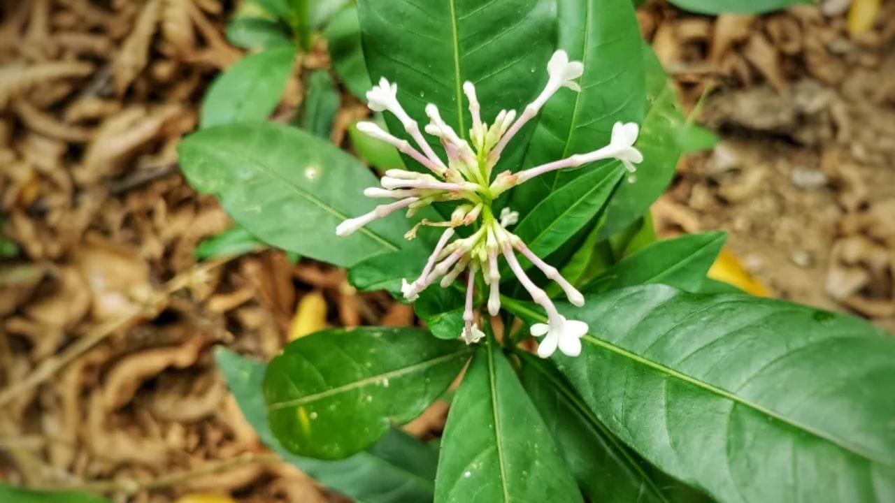 સર્પગંધાની ગંધ એટલી તીવ્ર અને વિચિત્ર હોય છે કે સાપ તેને સૂંઘતા જ ભાગી જાય છે. તેના મૂળ પીળા અને ભૂરા રંગના હોય છે અને પાંદડા લીલા હોય છે. આ છોડ તમે તમારા ઘરની બાલ્કનીમાં ઉગાડવાથી સાપને દૂર રહે છે.