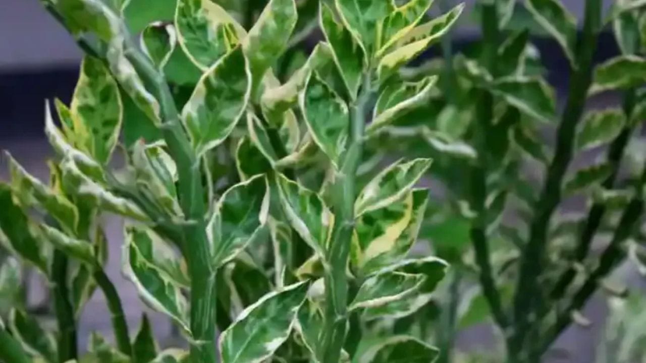 નાગદૌના પણ એવા છોડમાંથી એક છે જેની તીખી ગંધ સાપને બિલકુલ ગમતી નથી. ચોમાસા દરમિયાન, તેને આંગણામાં, બાલ્કનીમાં અથવા મુખ્ય દરવાજા પાસે વાવો. તે નર્સરીમાંથી સરળતાથી ખરીદી શકાય છે અને તેને કુંડામાં ઉગાડવું પણ ખૂબ જ સરળ છે.