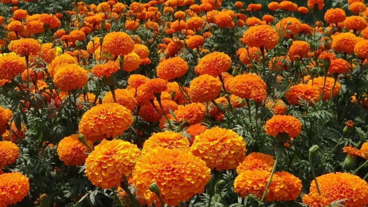 ગલગોટાના ફૂલોની તીવ્ર સુગંધ સાપને દૂર રાખે છે. તેના પીળા-નારંગી ફૂલો ઘરની સુંદરતામાં વધારો કરે છે,આ સાથે ઘરને સુરક્ષિત પણ રાખે છે. તે બગીચામાં, બાલ્કનીમાં અથવા ટેરેસ પર ઉગાડી શકો છે.