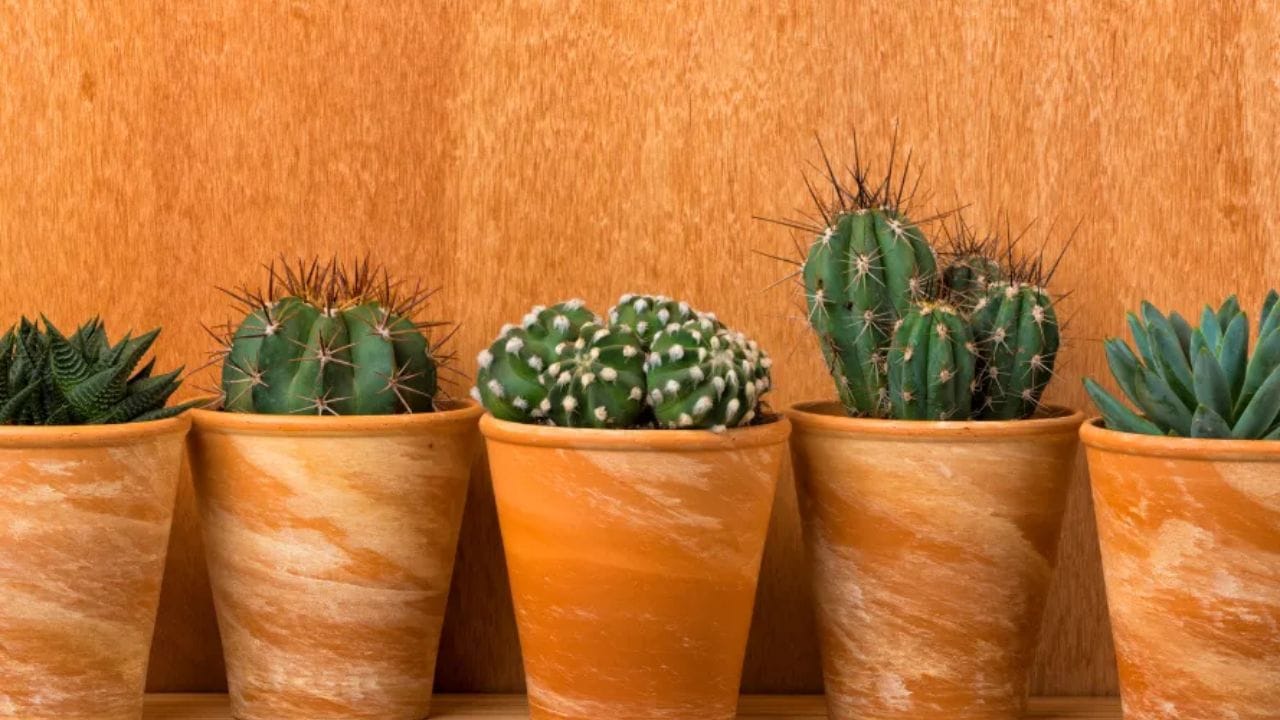 કાંટાળો કેક્ટસનો છોડ ફક્ત ઘરના છોડ તરીકે જ લોકપ્રિય નથી, પરંતુ તે સાપને દૂર રાખવામાં પણ મદદ કરે છે. સાપ કાંટાથી દૂર રહેવાનું પસંદ કરે છે, તેથી તેને બાલ્કની, બારી અથવા ઘરની અંદર પણ લગાવી શકાય છે.