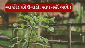 ચોમાસામાં તમારા ઘરે ઉગાડો આ છોડ, સાપને રાખશે દૂર ચોમાસામાં તમારા ઘરે ઉગાડો આ છોડ, સાપને રાખશે દૂર