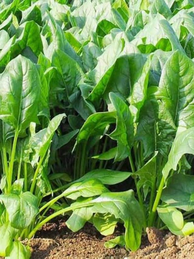 Plant In Pot : ખેતરમાં આ શાકભાજી ઉગાડો, પાક જલદી ઉગશે અને કમાણી થશે બમણી Plant In Pot : ખેતરમાં આ શાકભાજી ઉગાડો, પાક જલદી ઉગશે અને કમાણી થશે બમણી