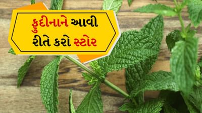 ઉનાળાની ઋતુમાં ફુદીનો ફક્ત ખોરાકનો સ્વાદ જ નહીં પણ શરીરને ઠંડક પણ આપે છે. ઘણી વખત લોકો એક અઠવાડિયા માટે ફુદીનો ખરીદે છે પરંતુ બે-ત્રણ દિવસમાં તેના પાંદડા કાળા થવા લાગે છે અને હવે ઉપયોગ કરી શકાતા નથી. ક્યારેક તેના પાંદડા બે દિવસમાં કાળા થવા લાગે છે અને તેનો ઉપયોગ કરવો મુશ્કેલ બની જાય છે. આવી સ્થિતિમાં વારંવાર બજારમાં જવું અથવા બગડેલા ફુદીનાને ફેંકી દેવા બંને મુશ્કેલીભર્યા છે.
