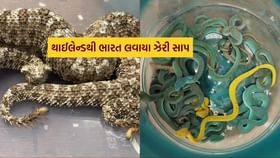 રેવ પાર્ટીની હતી વ્યવસ્થા.. 47 ઝેરી સાપ થાઈલેન્ડથી ભારત કેમ લવાયા ? રેવ પાર્ટીની હતી વ્યવસ્થા.. 47 ઝેરી સાપ થાઈલેન્ડથી ભારત કેમ લવાયા ?
