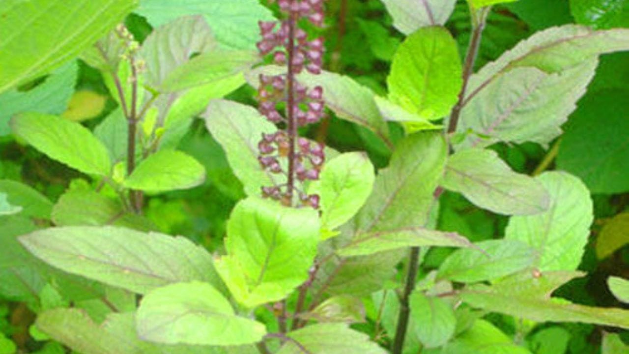 વાસ્તુશાસ્ત્રમાં તુલસીનું સ્થાન: વાસ્તુશાસ્ત્ર અનુસાર ઉત્તર, ઉત્તર-પૂર્વ (ઈશાન) અથવા પૂર્વ દિશામાં તુલસી વાવવાનું ખૂબ જ શુભ માનવામાં આવે છે. તે પોઝિટિવ એનર્જીનું સંચાર કરે છે અને નકારાત્મક શક્તિઓને દૂર રાખે છે.
