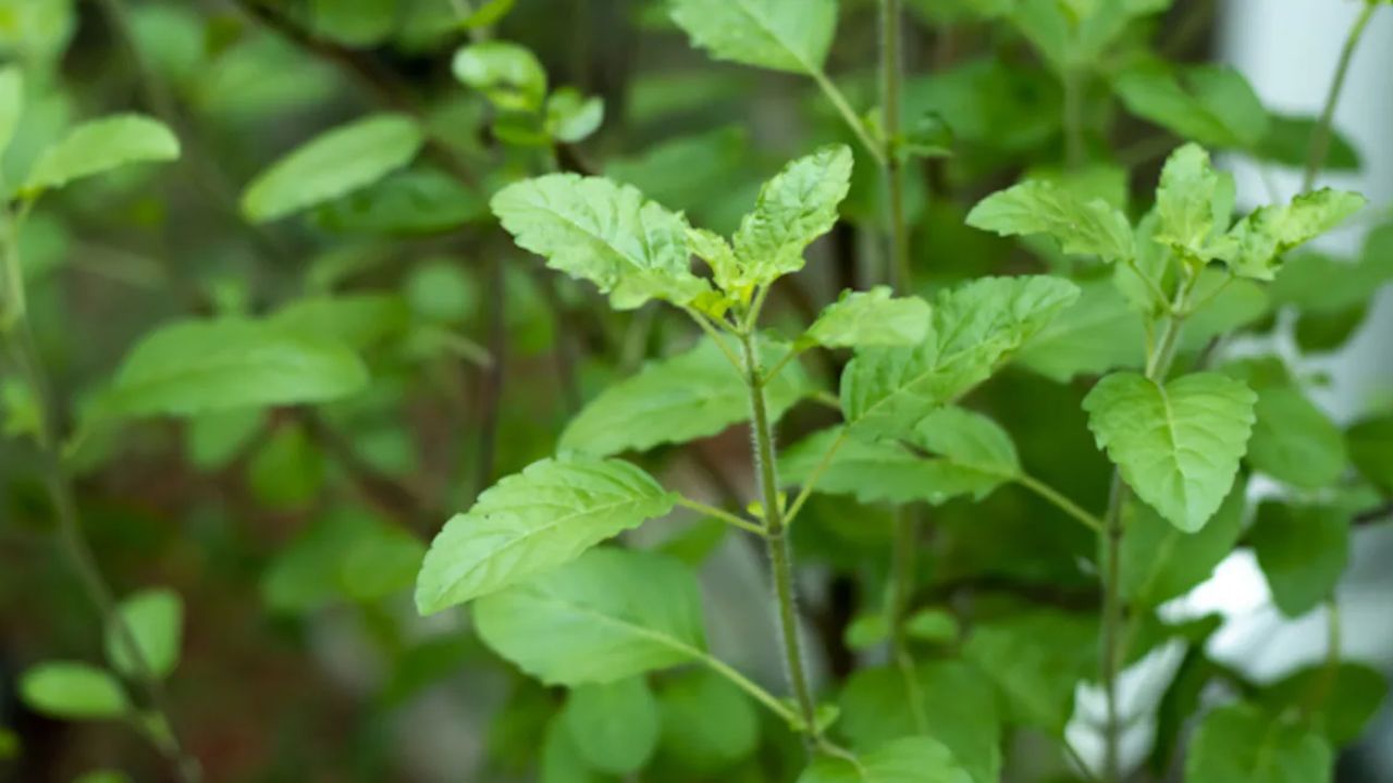 જો આ સ્થાન ગંદુ રાખવામાં આવે અથવા તુલસીને ખોટી રીતે ખલેલ પહોંચાડવામાં આવે (જેમ કે વારંવાર પાંદડા તોડવા, મૂળમાં પાણી જમા થવા દેવા, અથવા છોડને સુકાવા દેવા), તો તે તે દિશાની ઉર્જાને અસર કરે છે, જેના કારણે ઘરમાં માનસિક તણાવ, આર્થિક નુકસાન અથવા કૌટુંબિક ઝઘડા જેવી સમસ્યાઓ થઈ શકે છે.
