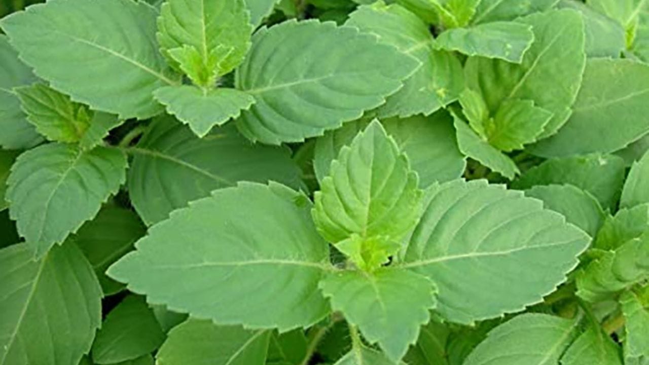 આ બાબતોનું ધ્યાન રાખો: દરરોજ તુલસીના છોડને પાણી આપવાથી, દીવો પ્રગટાવવાથી અને ઘરને સ્વચ્છ રાખવાથી ઘરમાં સૌભાગ્ય આવે છે. સુકાઈ ગયેલી તુલસીને અશુભ માનવામાં આવે છે, તેથી તેના છોડને લીલો રાખો. તુલસીની આસપાસ સ્વચ્છ વાતાવરણ અને પોઝિટિવ એનર્જી જાળવવી જરૂરી છે.
