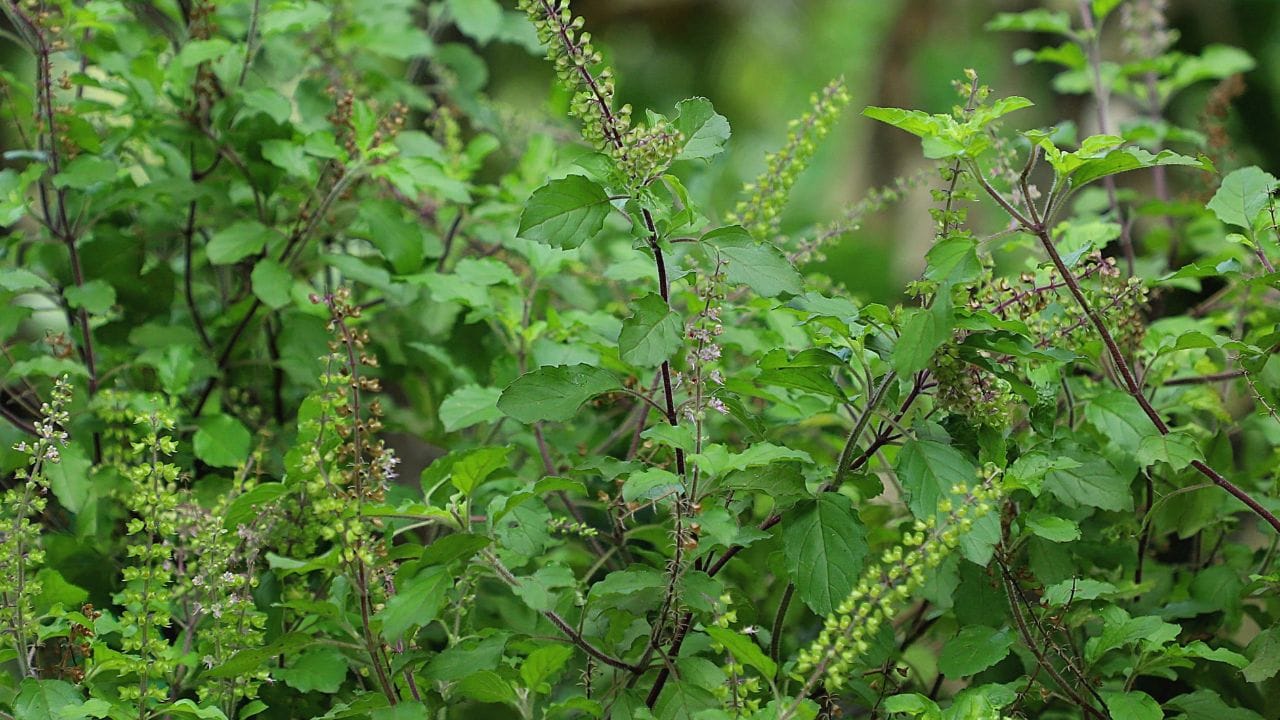 (Disclaimer - આ લેખમાં સમાવિષ્ટ કોઈપણ માહિતી/સામગ્રી/ગણતરીની ચોકસાઈ અથવા વિશ્વસનીયતાની ખાતરી આપવામાં આવતી નથી. આ માહિતી વિવિધ માધ્યમો/જ્યોતિષીઓ/ઉપદેશો/માન્યતાઓ/ધાર્મિક ગ્રંથોમાંથી એકત્રિત કરીને તમારા સુધી પહોંચાડવામાં આવી છે. અમારો ઉદ્દેશ્ય ફક્ત માહિતી પહોંચાડવાનો છે. વાંચકોએ તેને ફક્ત માહિતી તરીકે જ માનવી જોઈએ. આ ઉપરાંત તેના કોઈપણ ઉપયોગ માટે વાંચકો પોતે જવાબદાર રહેશે.)(All Image Symbolic)

