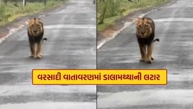 વરસાદ વચ્ચે જંગલનો રાજા ગીરના રોડ પર, જુઓ Video વરસાદ વચ્ચે જંગલનો રાજા ગીરના રોડ પર, જુઓ Video