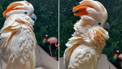 Viral Video: રાવણની જેમ હસે છે આ પોપટ, વિશ્વાસ ન આવે તો જોઈ લો