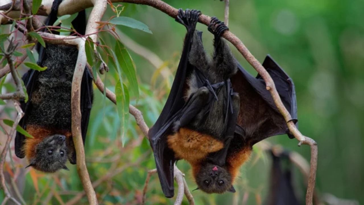 તે શા માટે અશુભ છે?: દાદીમાઓની વિચારસરણી પ્રાચીન માન્યતાઓ અને લોકવાયકાઓ પર આધારિત છે. ભારતીય સંસ્કૃતિમાં, ઘણા પ્રાણીઓ અને પક્ષીઓને શુભ અને અશુભ માનવામાં આવ્યા છે. ચામાચીડિયાને અંધકાર, રહસ્ય અને મૃત્યુ સાથે જોડવામાં આવ્યા છે. આનું કારણ એ છે કે ચામાચીડિયા રાત્રે એક્ટિવ રહે છે, ઊંધું લટકતું રહે છે અને ગુપ્ત સ્થળોએ રહે છે - આ બધી વસ્તુઓ ભય અને રહસ્યની લાગણી પેદા કરે છે.