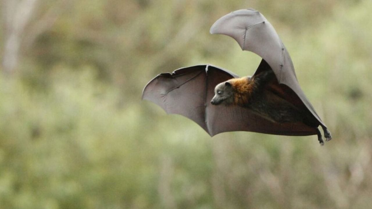 ધાર્મિક માન્યતાઓ શું કહે છે?: કેટલીક ધાર્મિક માન્યતાઓ અને જ્યોતિષશાસ્ત્ર અનુસાર ઘરમાં સાપ, ઘુવડ અથવા ચામાચીડિયા જેવા અસામાન્ય પ્રાણીનો અચાનક પ્રવેશ મુશ્કેલી, બીમારી અથવા મૃત્યુનો સંકેત માનવામાં આવે છે. દાદીમા ઘણીવાર આ સંકેતોને આવનારી મુશ્કેલીની ચેતવણી તરીકે માને છે. ખાસ કરીને જો ઘરના મંદિર અથવા રસોડાની નજીક ચામાચીડિયા દેખાય, તો તેને ખૂબ જ ખરાબ શુકન માનવામાં આવે છે.