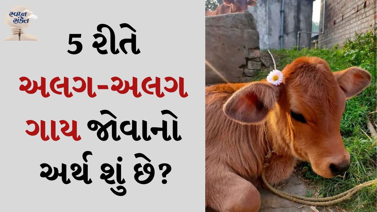 સ્વપ્ન સંકેત: આપણે બધા આપણા જીવનમાં ઘણા પ્રકારના સપના જોઈએ છીએ. કેટલાક સપના સારા હોય છે અને કેટલાક સપના આપણને ડરાવે છે. ક્યારેક સપના આપણને આપણા ભવિષ્ય વિશે સંકેત આપે છે. દરેક સ્વપ્ન પાછળ કોઈને કોઈ કારણ છુપાયેલું હોય છે. જે સ્વપ્ન શાસ્ત્રમાં વિગતવાર સમજાવવામાં આવ્યું છે. સ્વપ્નમાં ગાય જોવાનો અર્થ એ છે કે તમને ટૂંક સમયમાં તમારા બધા કાર્યોમાં સફળતા મળવાની છે.
