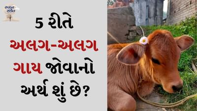 સ્વપ્ન સંકેત: આપણે બધા આપણા જીવનમાં ઘણા પ્રકારના સપના જોઈએ છીએ. કેટલાક સપના સારા હોય છે અને કેટલાક સપના આપણને ડરાવે છે. ક્યારેક સપના આપણને આપણા ભવિષ્ય વિશે સંકેત આપે છે. દરેક સ્વપ્ન પાછળ કોઈને કોઈ કારણ છુપાયેલું હોય છે. જે સ્વપ્ન શાસ્ત્રમાં વિગતવાર સમજાવવામાં આવ્યું છે. સ્વપ્નમાં ગાય જોવાનો અર્થ એ છે કે તમને ટૂંક સમયમાં તમારા બધા કાર્યોમાં સફળતા મળવાની છે.
