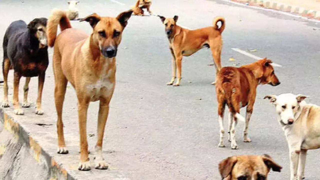 કૂતરાઓ ક્યારેક ટાયરને નિશાન બનાવે છે અથવા પગ પર ધક્કો મારે છે. તેથી, બાઇક ચલાવતી વખતે, તમારા પગ ફૂટરેસ્ટ પર રાખો અને તેમને લટકતા ન છોડો. જો તમારે કોઈ કારણોસર રોકવું પડે, તો બાઇક પરથી નીચે ન ઉતરો અને તમારા પગ ઉપર રાખો. જ્યારે તમે રોકો છો ત્યારે કૂતરાઓ વધુ આક્રમક બની શકે છે, તેથી ધીમે ધીમે ચાલતા રહેવાનો શ્રેષ્ઠ પ્રયાસ કરો. આનાથી કૂતરાઓ જાતે દોડવાનું બંધ કરી દેશે.