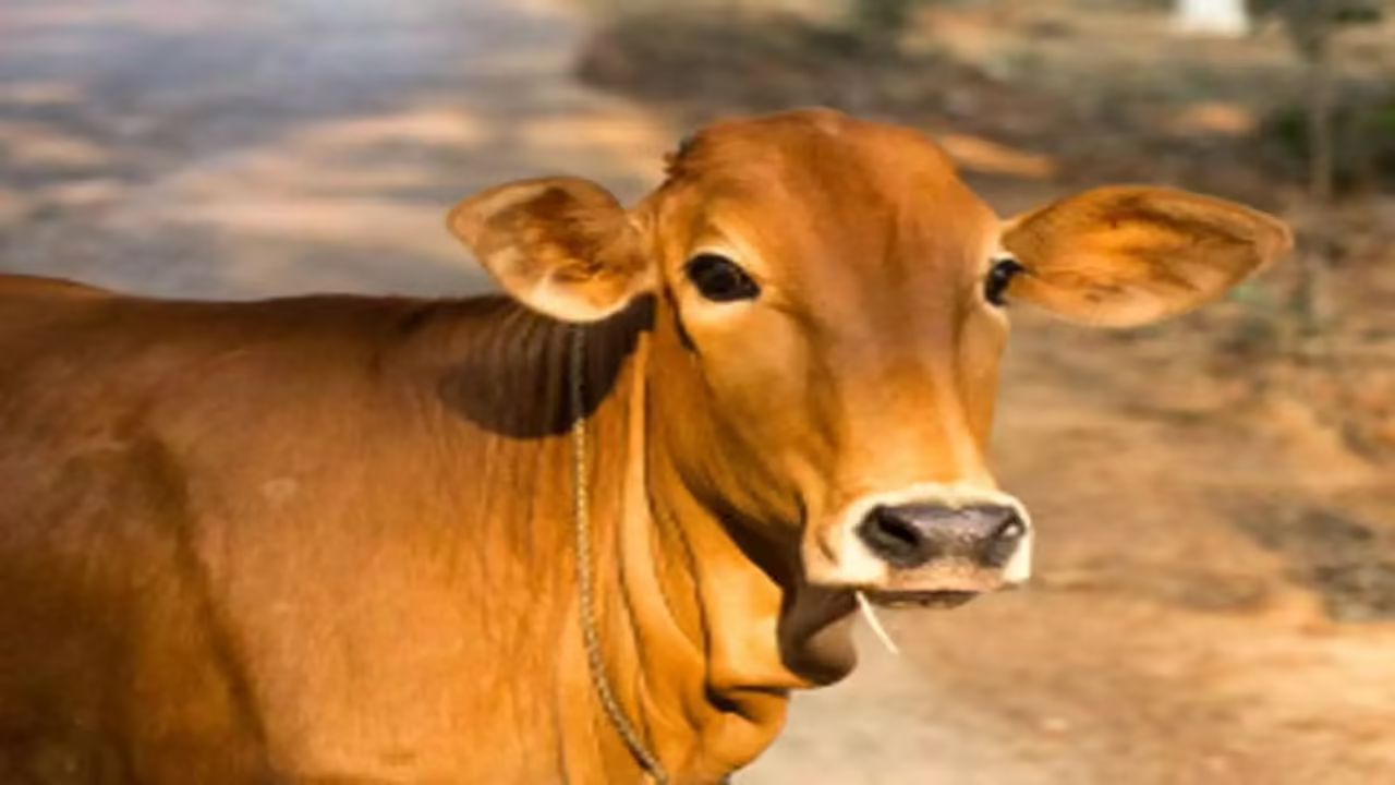સ્વપ્નમાં ગાયનું વાછરડું જોવું: જો તમને સ્વપ્નમાં વાછરડું દેખાય છે, તો આ સ્વપ્ન પણ ખૂબ જ શુભ માનવામાં આવે છે. તેનો અર્થ એ છે કે આવનારા દિવસોમાં તમને નાણાકીય લાભ મળવાની શક્યતા છે અને તમે તમારા હાથથી જે પણ કાર્ય કરશો તેમાં તમને સફળતા મળશે.