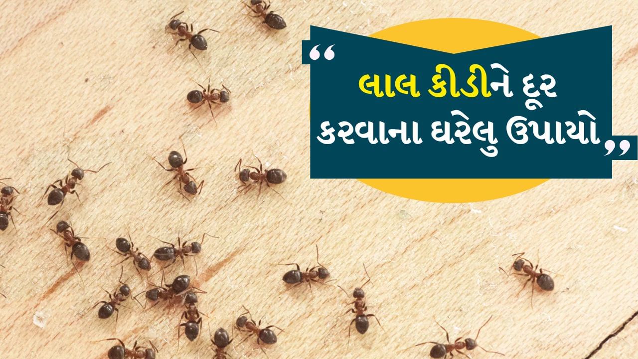 ઉનાળા અને વરસાદની ઋતુમાં ઘરોમાં લાલ કીડીઓનો આતંક ઘણો વધી જાય છે. આ કીડીઓ એટલી નાની હોય છે કે તેઓ ઘણીવાર દેખાતી નથી. પરંતુ જ્યારે તેઓ એક ટોળું બનાવે છે અને રસોડા, બાથરૂમ, ફ્લોર, પલંગ અથવા ખાદ્ય પદાર્થો પર કબજો કરે છે, ત્યારે તેઓ વિનાશ સર્જે છે. ખાસ કરીને તેઓ ચોક્કસપણે મીઠી વસ્તુઓની નજીક આવે છે અને ઘણી વખત તેઓ શરીરને પણ કરડે છે જેના કારણે બળતરા, ખંજવાળ અથવા સોજો આવી શકે છે.