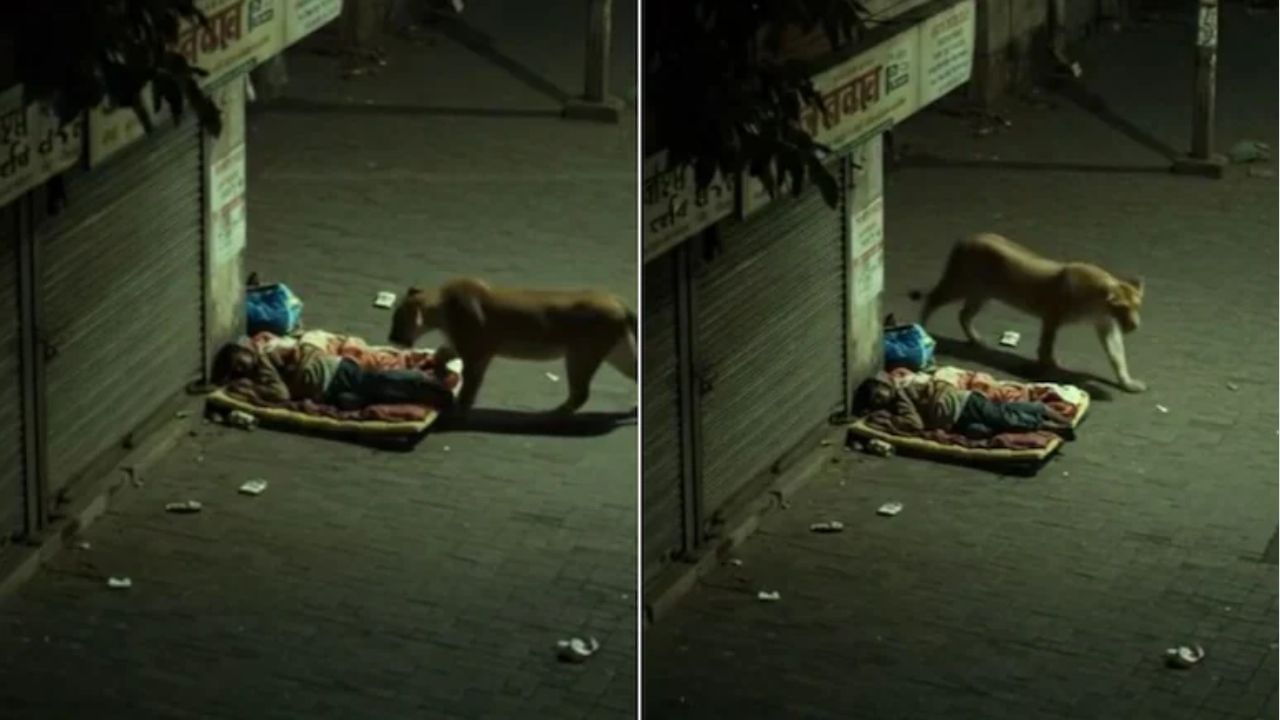 Viral Video: રસ્તા પર સૂઈ રહ્યો હતો વ્યક્તિ, સિંહ સુંઘીને ચાલ્યો ગયો ! વીડિયો જોઈ દંગ રહી ગયા લોકો