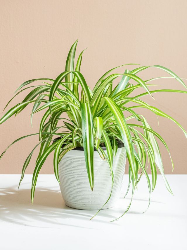 Plant In Pot : નવા છોડને કુંડામાં ઉગાડવાની સરળ ટીપ્સ અપનાવો Plant In Pot : નવા છોડને કુંડામાં ઉગાડવાની સરળ ટીપ્સ અપનાવો