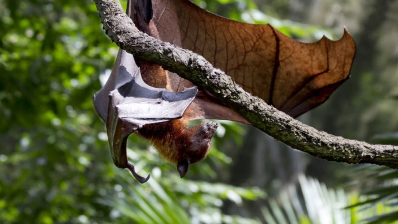 (Disclaimer - આ લેખમાં સમાવિષ્ટ કોઈપણ માહિતી/સામગ્રી/ગણતરીની ચોકસાઈ અથવા વિશ્વસનીયતાની ખાતરી આપવામાં આવતી નથી. આ માહિતી વિવિધ માધ્યમો/જ્યોતિષીઓ/ઉપદેશો/માન્યતાઓ/ધાર્મિક ગ્રંથોમાંથી એકત્રિત કરીને તમારા સુધી પહોંચાડવામાં આવી છે. અમારો ઉદ્દેશ્ય ફક્ત માહિતી પહોંચાડવાનો છે. વાંચકોએ તેને ફક્ત માહિતી તરીકે જ માનવી જોઈએ. આ ઉપરાંત તેના કોઈપણ ઉપયોગ માટે વાંચકો પોતે જવાબદાર રહેશે.)(All Image Symbolic)