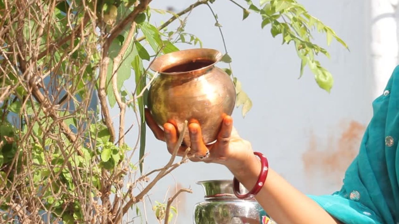 જંતુઓ અને મચ્છરોમાં વધારો: સાંજે વાતાવરણમાં ભેજ વધે છે અને પાણી રેડવાથી તે વધુ વધી શકે છે. જેના કારણે જંતુઓ અને મચ્છર તુલસીની આસપાસ ભેગા થઈ શકે છે. તુલસીને સ્વચ્છ અને શુદ્ધ વાતાવરણની જરૂર હોય છે, તેથી રાત્રે પાણી આપવાથી તેનું સ્વાસ્થ્ય બગડી શકે છે.